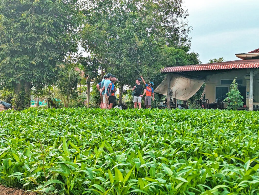 Siem Reap Countryside biking, visiting a local vegetable farm