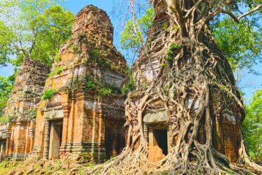 Siem Reap activities and the temples in Cambodia with tree on growing
