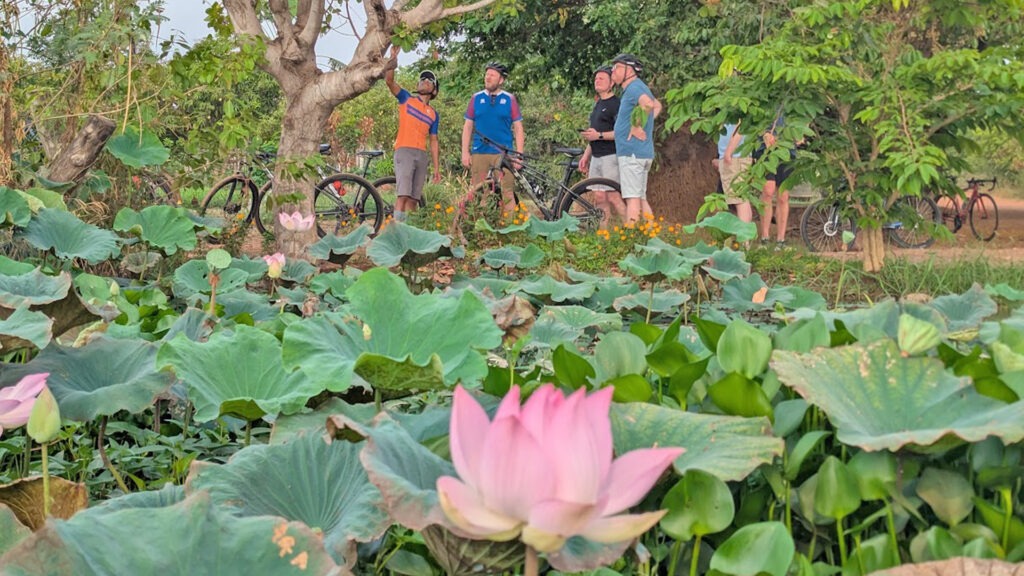 Visit the lotus farm of Siem Reap countryside