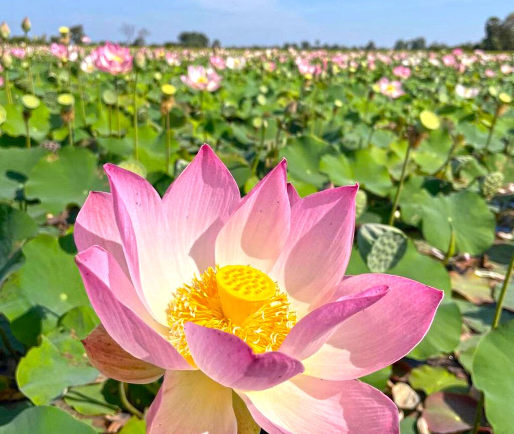 The beauty of the lotus farms in Siem Reap of the countryside tour
