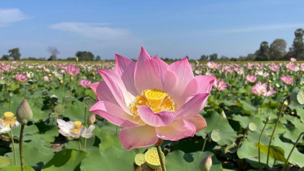 Lotus farm of the Siem Reap countryside