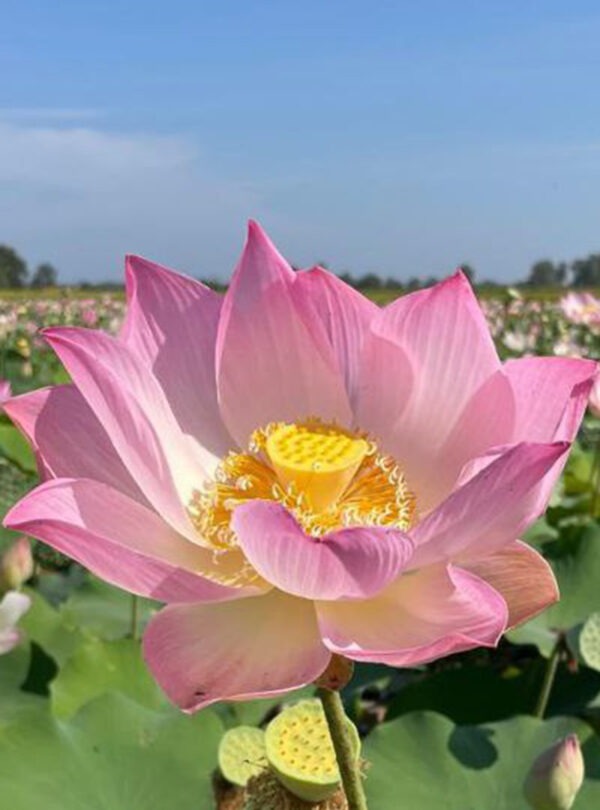 Lotus farm of the Siem Reap countryside