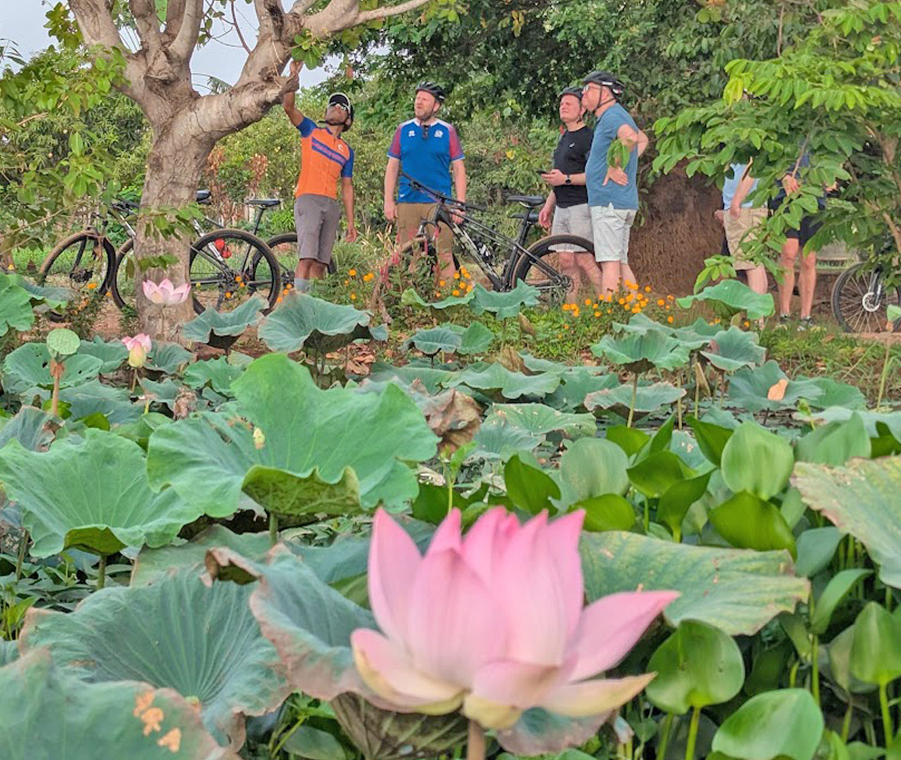 Visit a lotus farm and learn about its important in Cambodian society