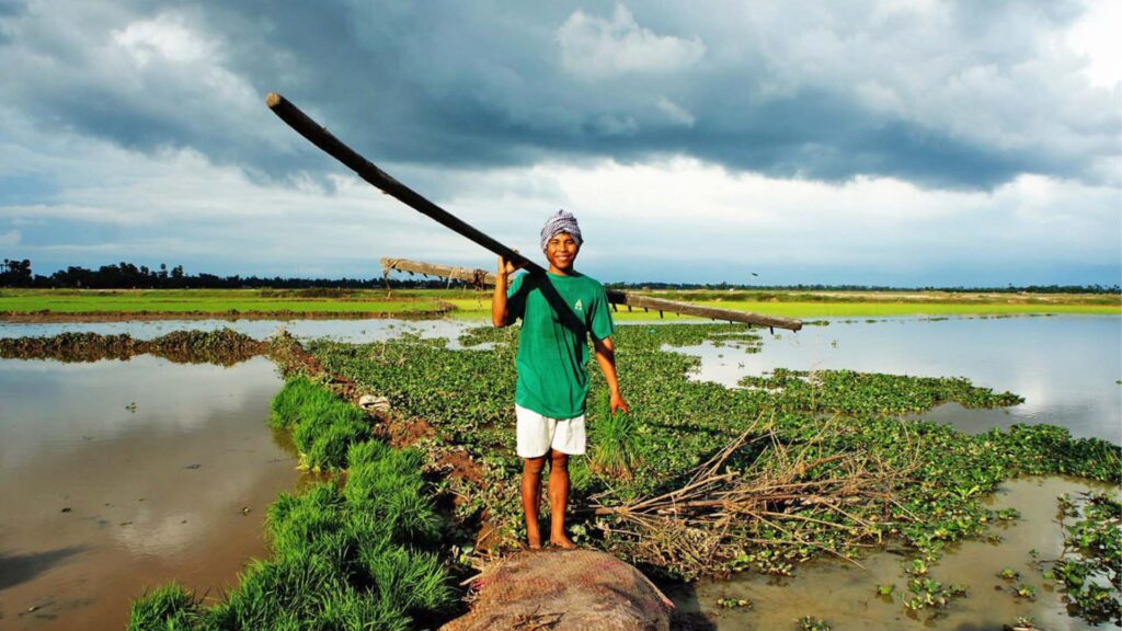 A villager working on the rice paddy field in Cambodia