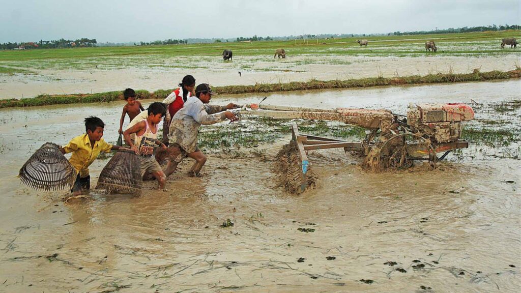 The villager make up the land before planting the rice
