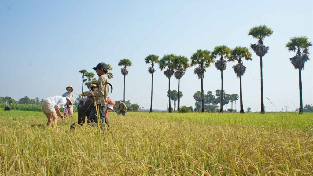 People harvesting the rice in the field