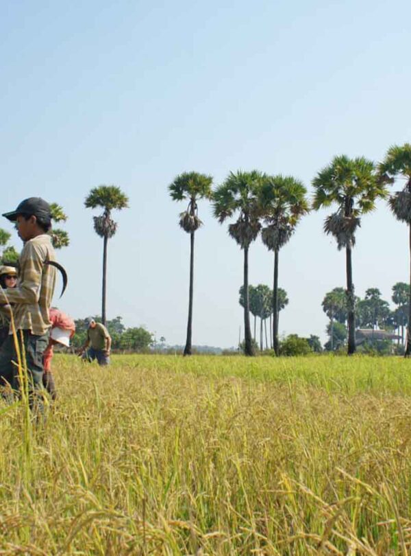 People harvesting the rice in the field