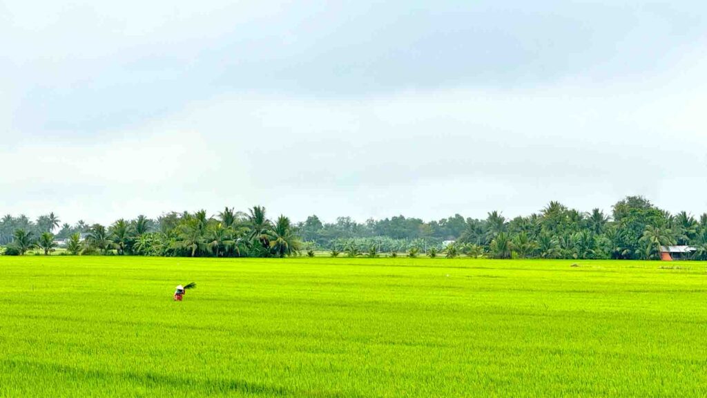 The spectacular view of the rice paddy in Vietnam country