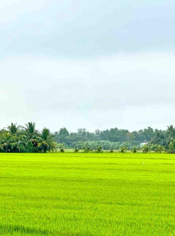 The spectacular view of the rice paddy in Vietnam country
