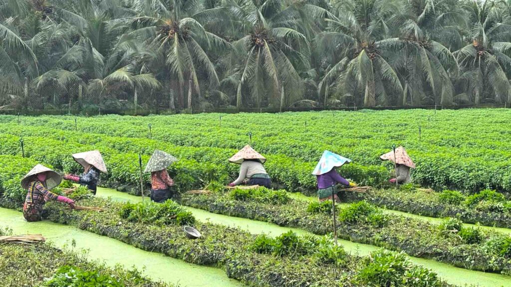 The farming on the water in Vietnam