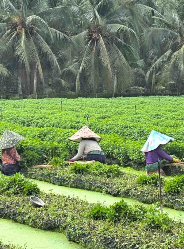 The farming on the water in Vietnam