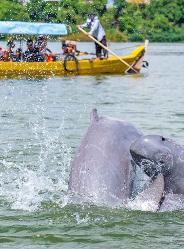 Mekong Dolphine