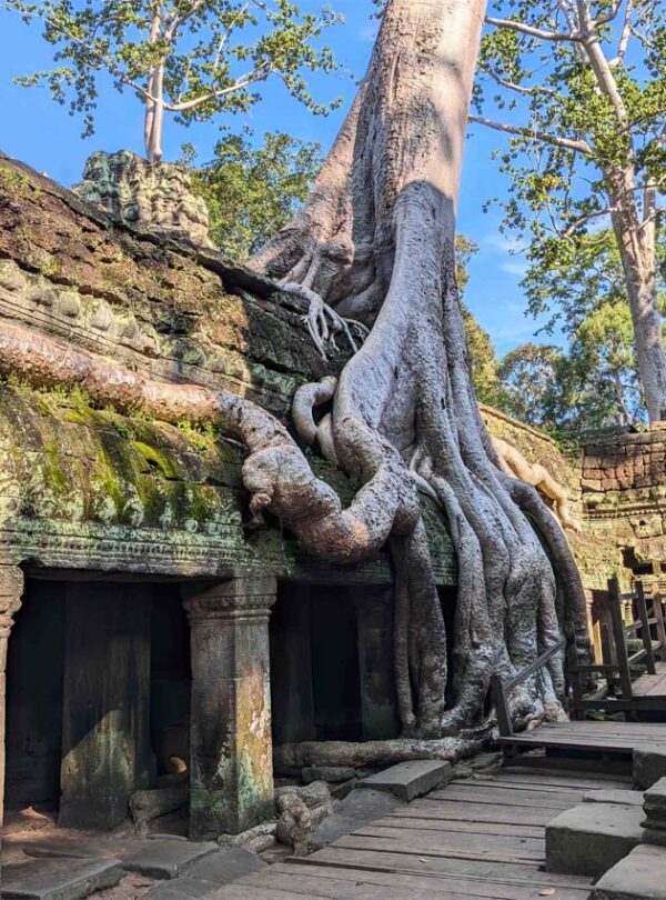 The tree roots that overgrown on the temple structure of Ta Prohm in Siem Reap