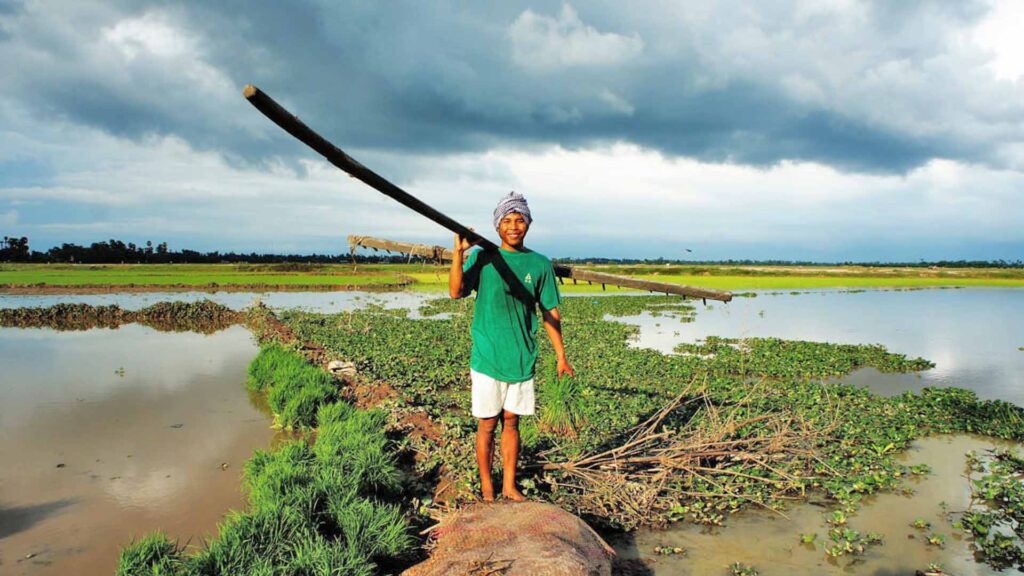 A villager is holding the Cambodian traditional plough tool in the rice field