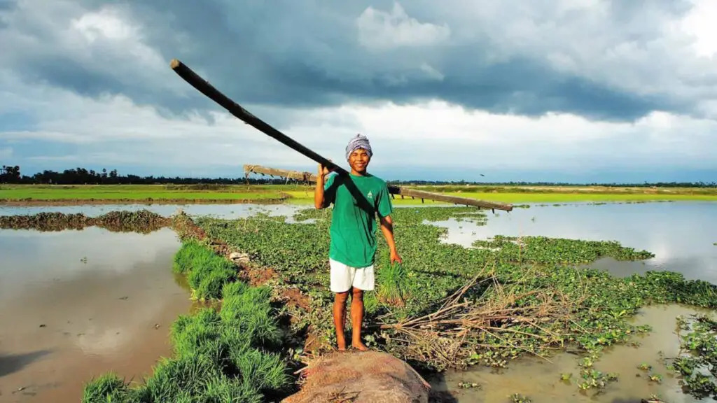 A villager is holding the Cambodian traditional plough tool in the rice field