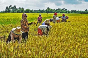 Siem Reap village tour with locals and experience everyday life
