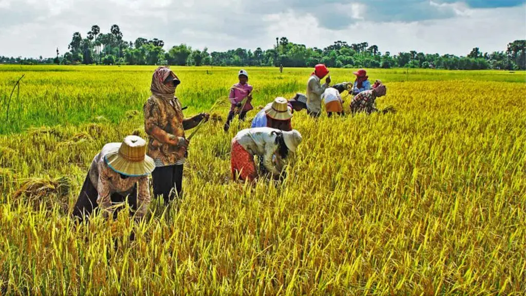 Local people are harvesting the rice in the field of Siem Reap